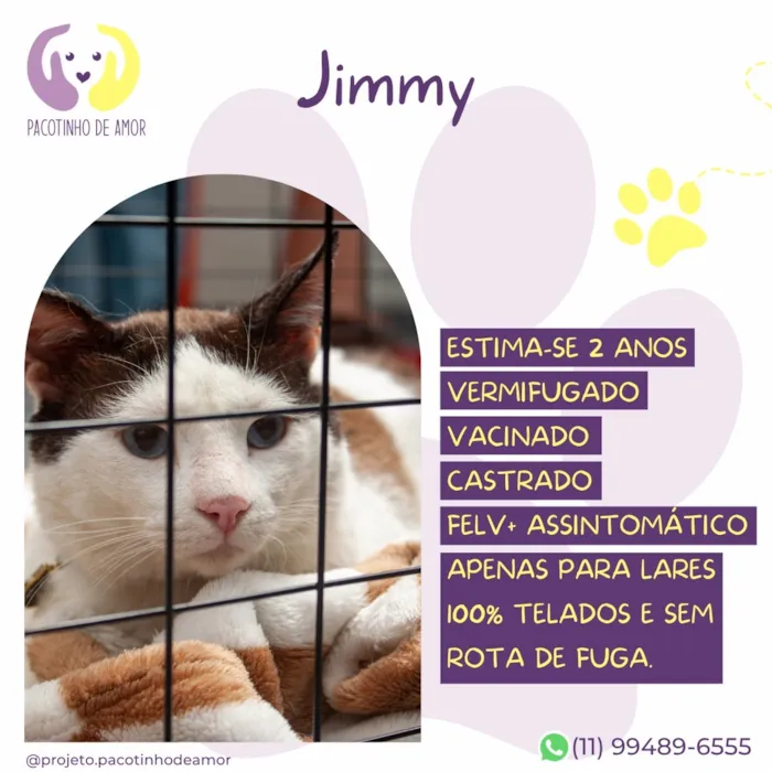 Gato raça SRD-ViraLata idade 2 anos nome Jimmy