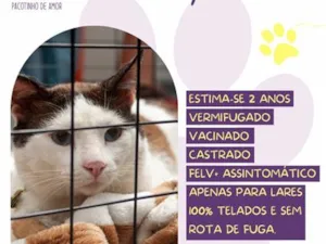 Gato raça SRD-ViraLata idade 2 anos nome Jimmy