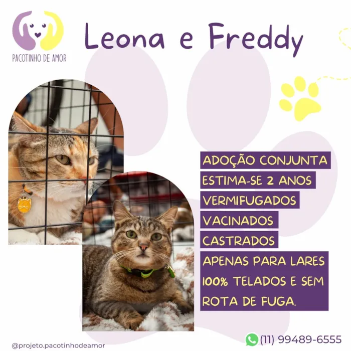 Gato raça SRD-ViraLata idade 2 anos nome Leona e Freddy