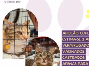 Gato raça SRD-ViraLata idade 2 anos nome Leona e Freddy