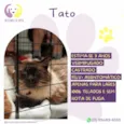 Tato