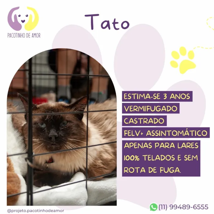 Gato raça Siamês idade 3 anos nome Tato