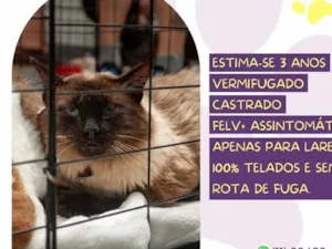 Gato raça Siamês idade 3 anos nome Tato