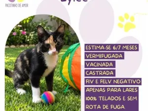 Gato raça SRD-ViraLata idade 7 a 11 meses nome Lylee
