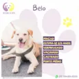 Belo
