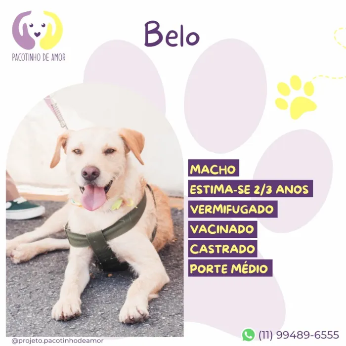 Cachorro raça SRD-ViraLata idade 3 anos nome Belo