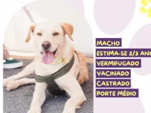 Cachorro raça SRD-ViraLata idade 3 anos nome Belo