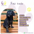 Estagiário 