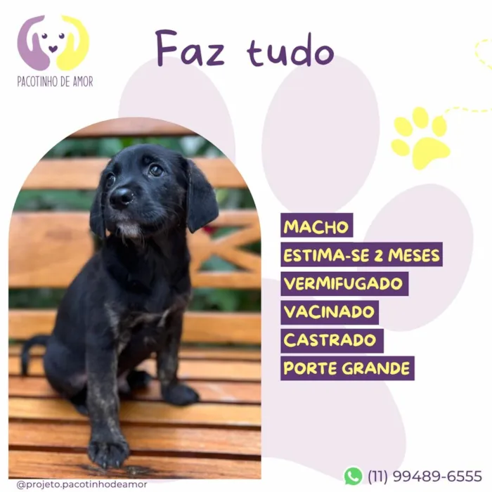 Cachorro raça SRD-ViraLata idade 2 a 6 meses nome Estagiário 
