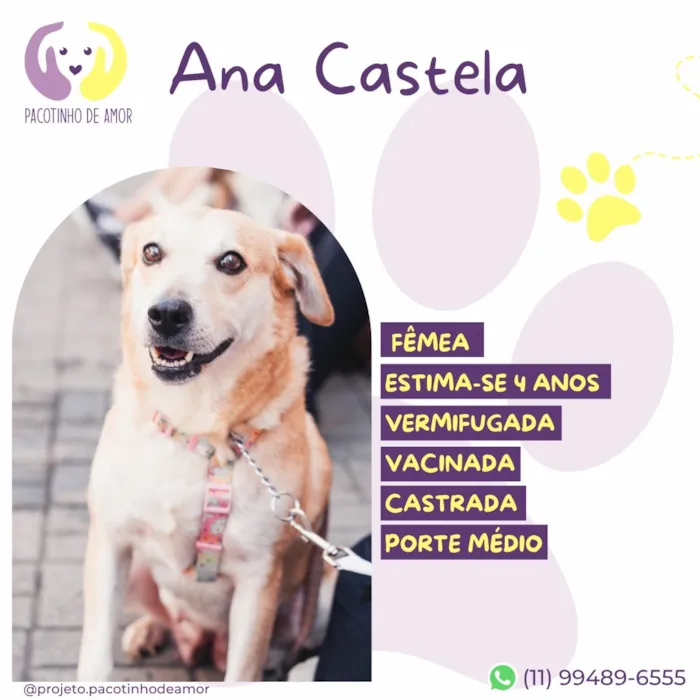 Cachorro raça SRD-ViraLata idade 4 anos nome Ana Castela