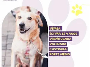 Cachorro raça SRD-ViraLata idade 4 anos nome Ana Castela