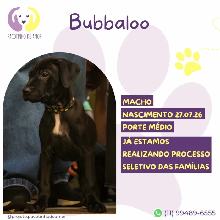 Cachorro raça SRD-ViraLata idade 2 a 6 meses nome Bubbaloo