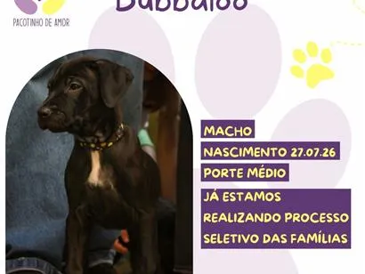 Cachorro raça SRD-ViraLata idade 2 a 6 meses nome Bubbaloo