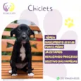 Chiclets