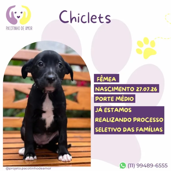 Cachorro raça SRD-ViraLata idade 2 a 6 meses nome Chiclets