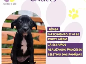 Cachorro raça SRD-ViraLata idade 2 a 6 meses nome Chiclets