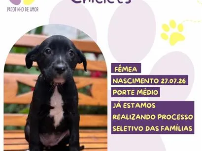 Cachorro raça SRD-ViraLata idade 2 a 6 meses nome Chiclets