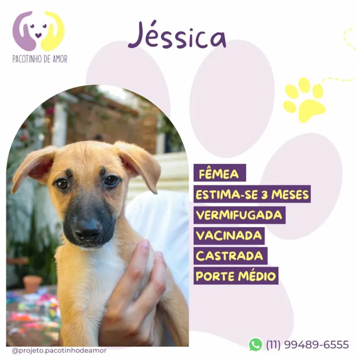Cachorro raça SRD-ViraLata idade 2 a 6 meses nome Jéssica
