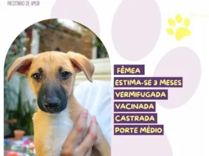 Cachorro raça SRD-ViraLata idade 2 a 6 meses nome Jéssica