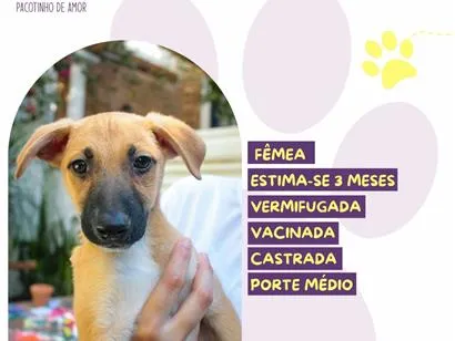 Cachorro raça SRD-ViraLata idade 2 a 6 meses nome Jéssica