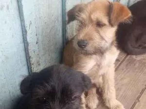 Cachorro raça SRD-ViraLata idade 2 a 6 meses nome Breno e mia 
