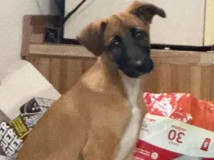 Cachorro raça SRD-ViraLata idade 7 a 11 meses nome Brawnie 