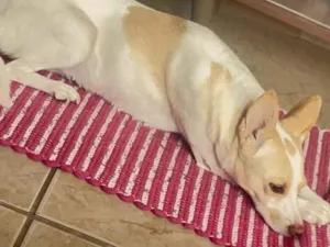 Cachorro raça SRD-ViraLata idade 6 ou mais anos nome Fiona