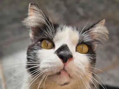 Gato raça SRD-ViraLata idade 6 ou mais anos nome Margarido