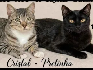 Gato raça SRD-ViraLata idade 2 anos nome Pretinha(1ano) e Cristal(2anos)