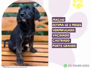 Cachorro raça SRD-ViraLata idade 2 a 6 meses nome Estagiário 