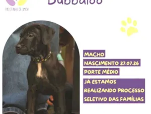 Cachorro raça SRD-ViraLata idade 2 a 6 meses nome Bubbaloo