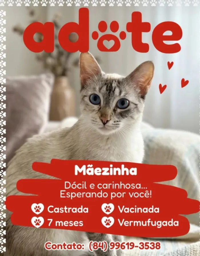 Gato raça Siamês idade 7 a 11 meses nome Safira