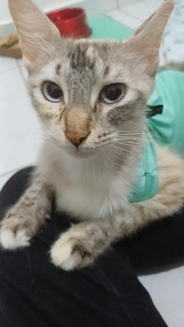 Gato raça Siamês idade 7 a 11 meses nome Safira