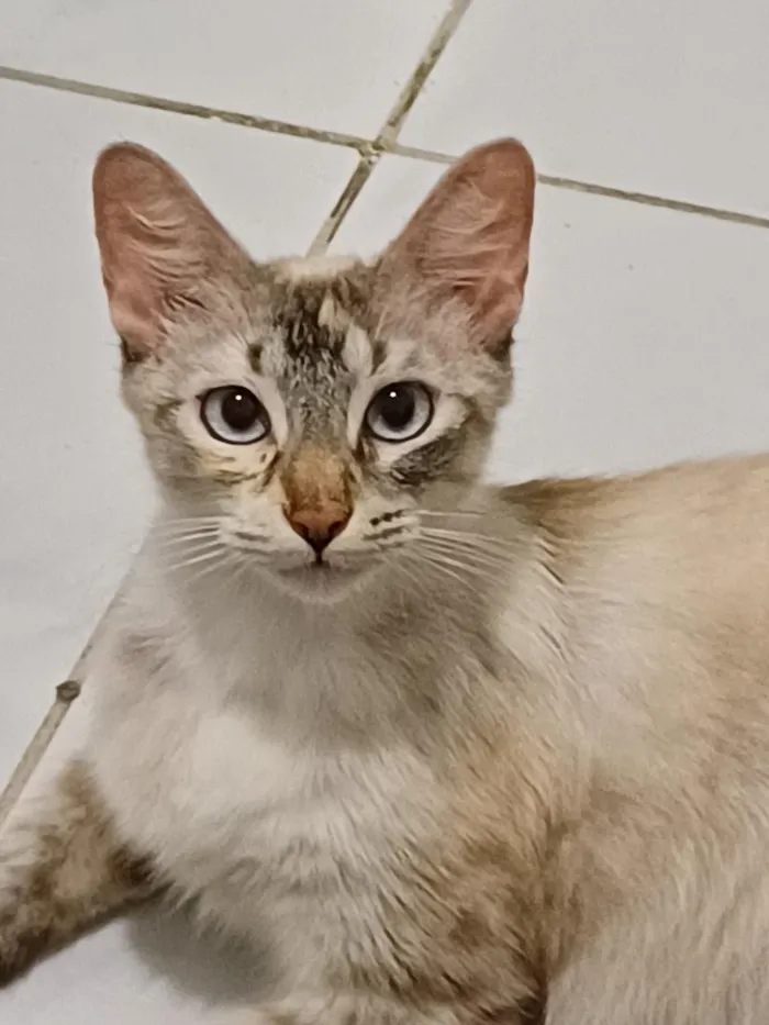 Gato raça Siamês idade 7 a 11 meses nome Safira