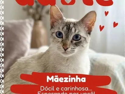 Gato raça Siamês idade 7 a 11 meses nome Safira