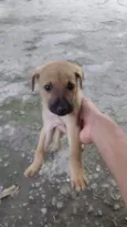 Simba 