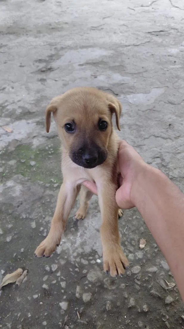 Cachorro raça SRD-ViraLata idade 2 a 6 meses nome Simba 