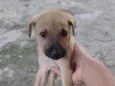 Simba 