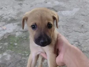 Cachorro raça SRD-ViraLata idade 2 a 6 meses nome Simba 
