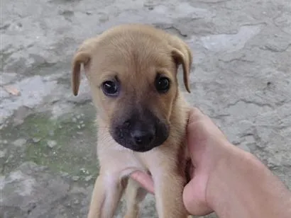 Cachorro raça SRD-ViraLata idade 2 a 6 meses nome Simba 