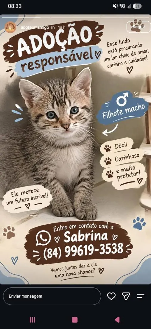 Gato raça SRD-ViraLata idade Abaixo de 2 meses nome tigre Tubarão 