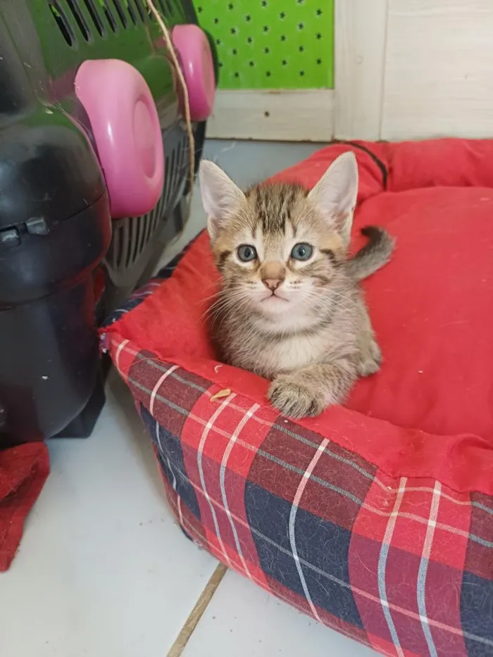 Gato raça SRD-ViraLata idade Abaixo de 2 meses nome tigre Tubarão 