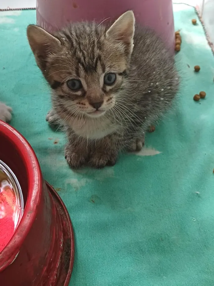 Gato raça SRD-ViraLata idade Abaixo de 2 meses nome tigre Tubarão 