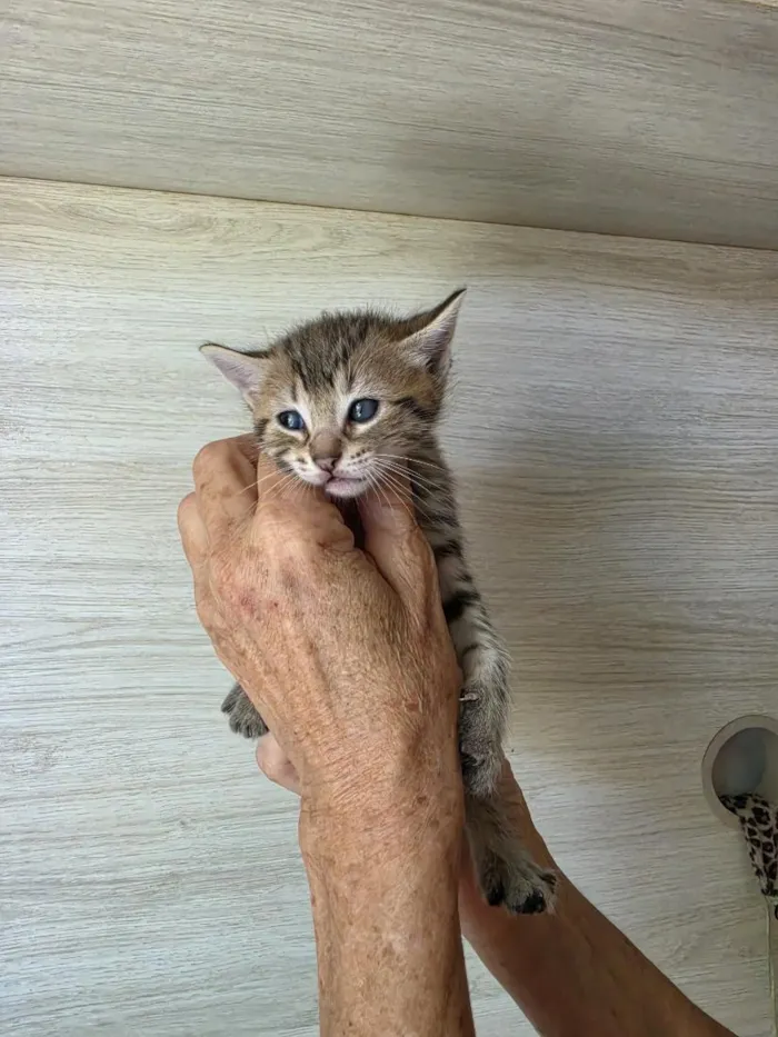 Gato raça SRD-ViraLata idade Abaixo de 2 meses nome tigre Tubarão 
