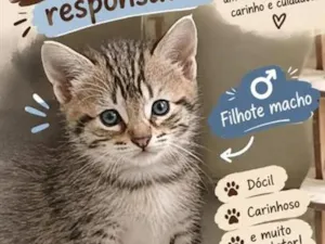 Gato raça SRD-ViraLata idade Abaixo de 2 meses nome tigre Tubarão 