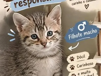 Gato raça SRD-ViraLata idade Abaixo de 2 meses nome tigre Tubarão 