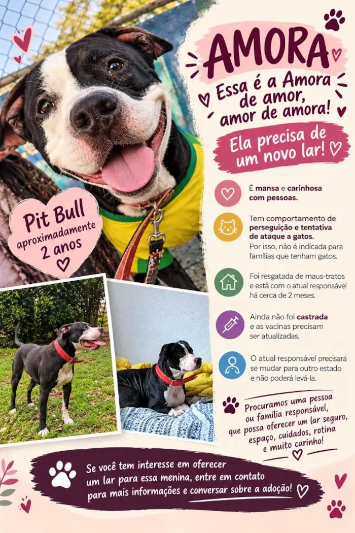 Cachorro raça SRD-ViraLata idade 2 anos nome Amora