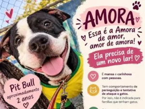 Cachorro raça SRD-ViraLata idade 2 anos nome Amora