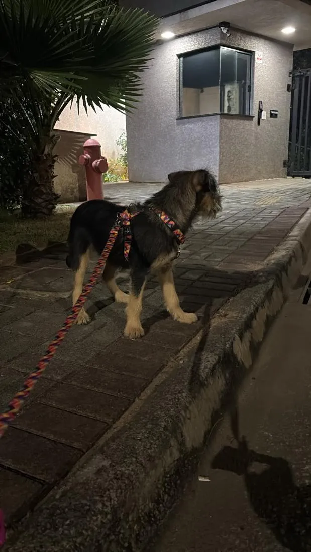 Cachorro raça SRD-ViraLata idade 2 a 6 meses nome sem nome