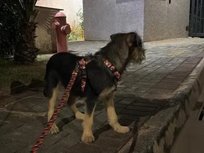 Cachorro raça SRD-ViraLata idade 2 a 6 meses nome sem nome